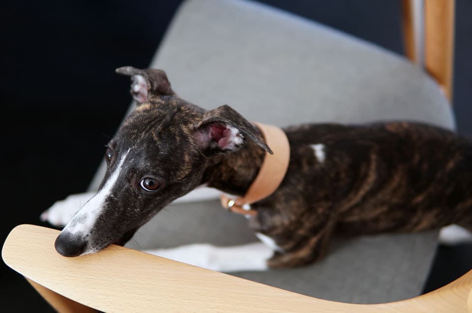 ウィペットwhippetハナ