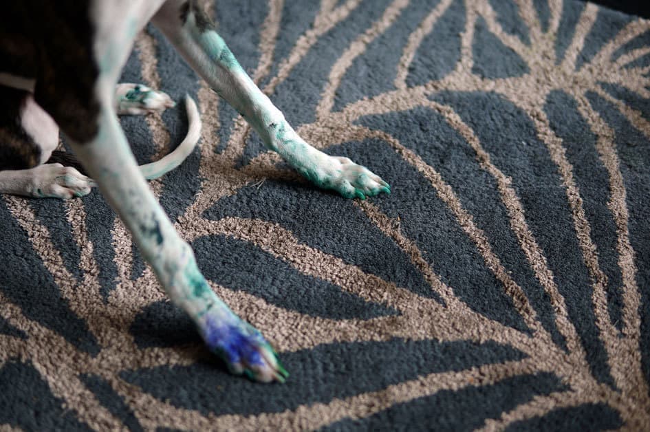 ウィペットwhippetハナ