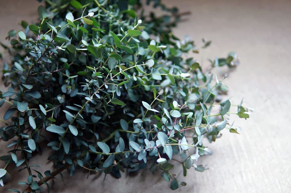 ユーカリグニーでリース