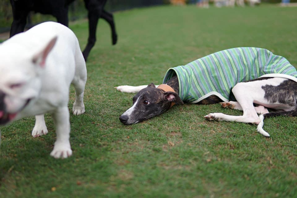 ウィペットwhippetハナ