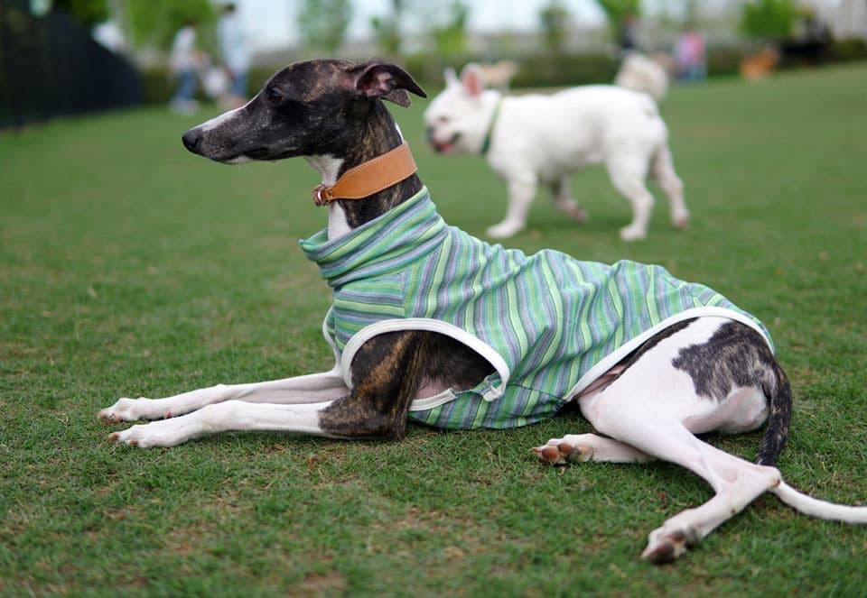 ウィペットwhippetハナ