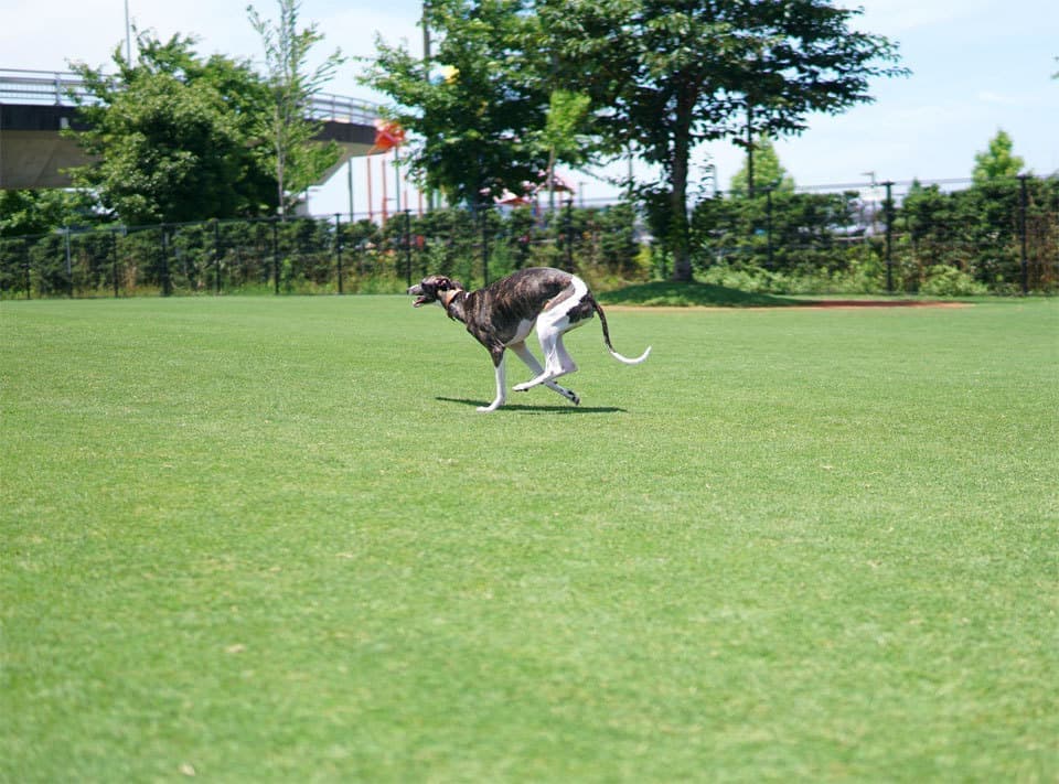ウィペットwhippetハナ
