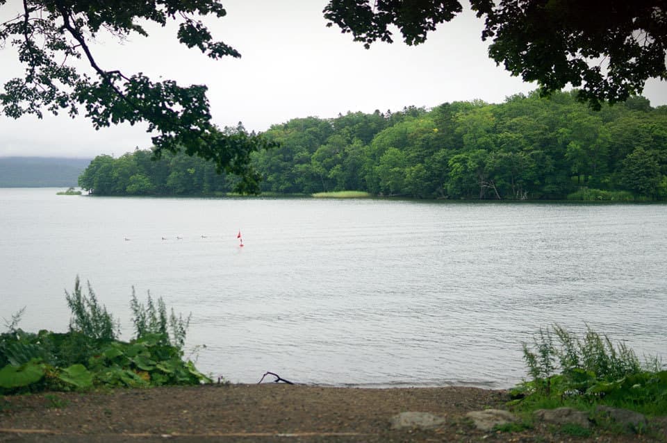 阿寒湖のマリモ