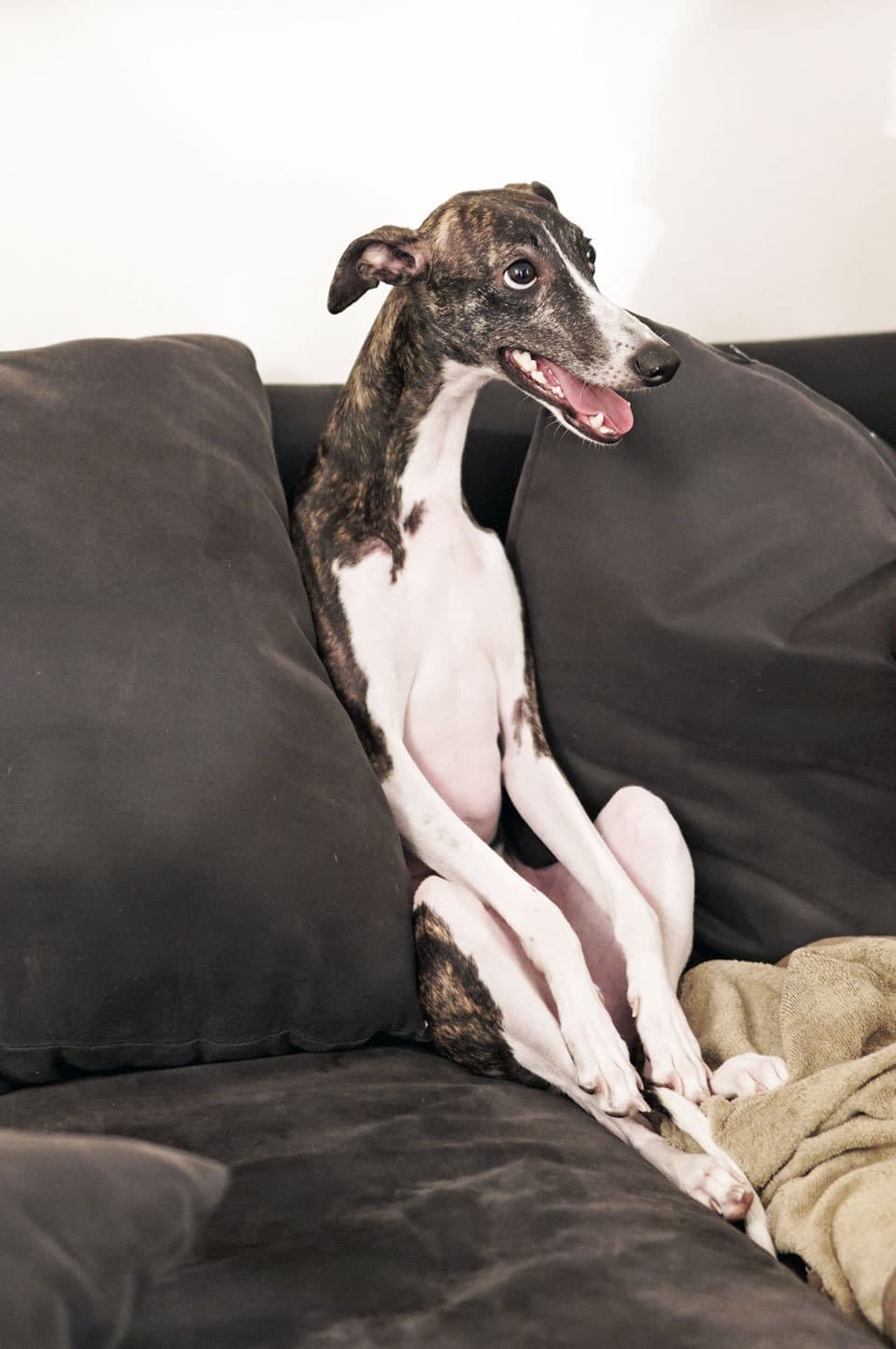 ウィペットwhippetハナ