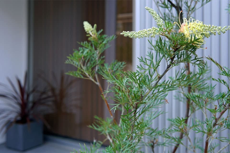 オージープランツ