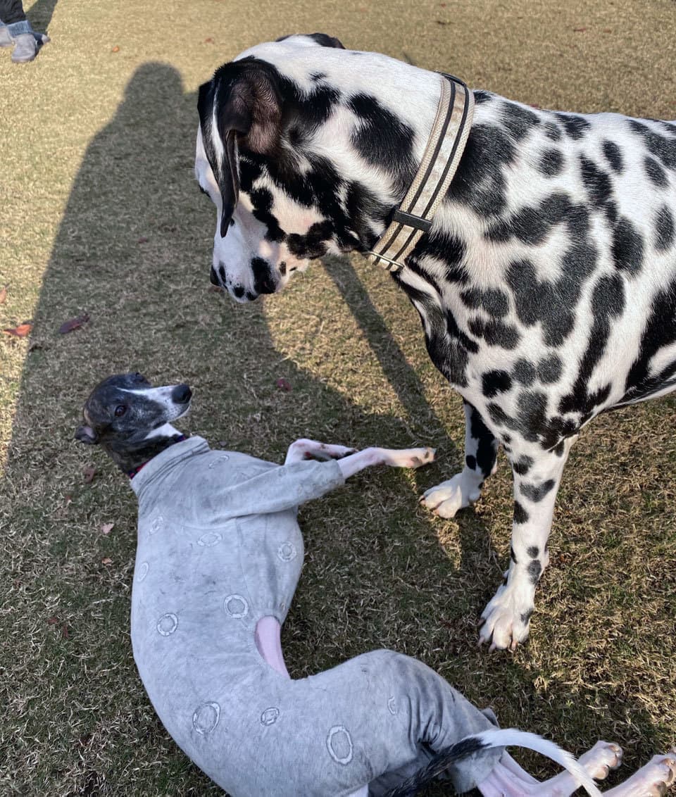 ウィペットwhippetハナ