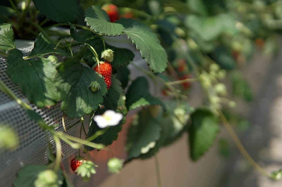 三浦半島いちご