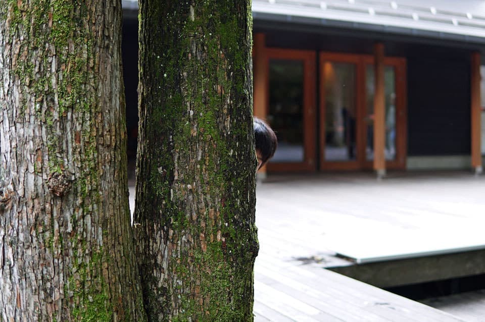 ハルニレテラス