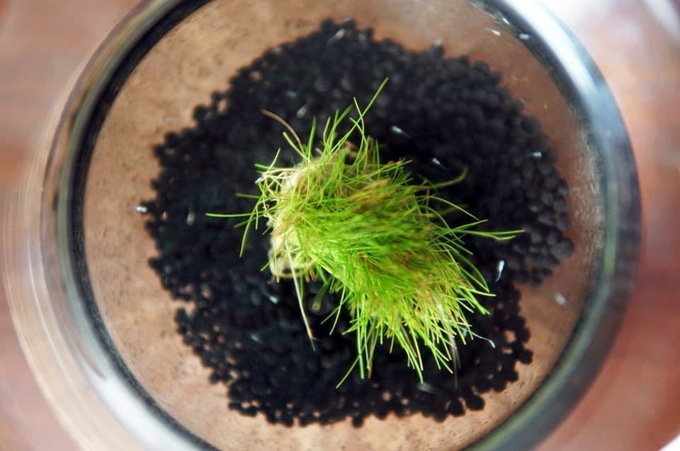 メダカの赤ちゃん