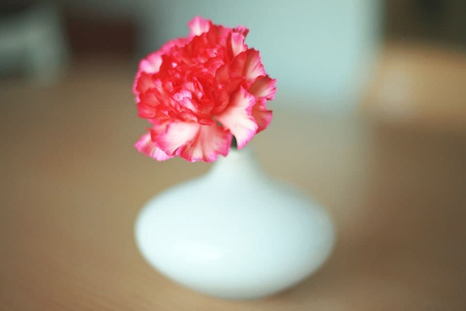 ピンクのカーネーション