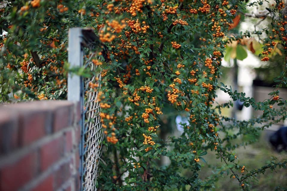 杉並の注文住宅