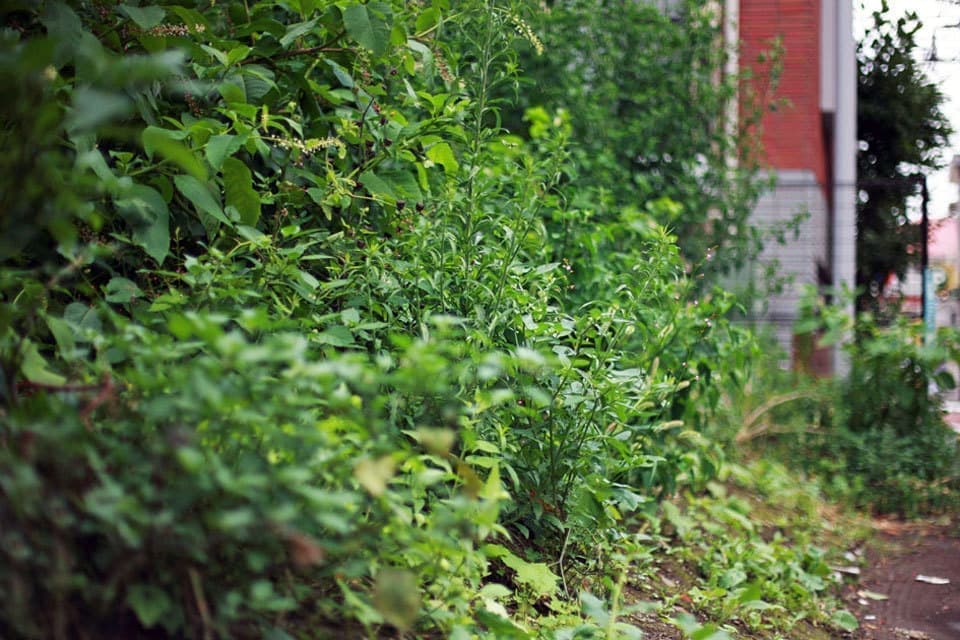 学芸大学の注文住宅