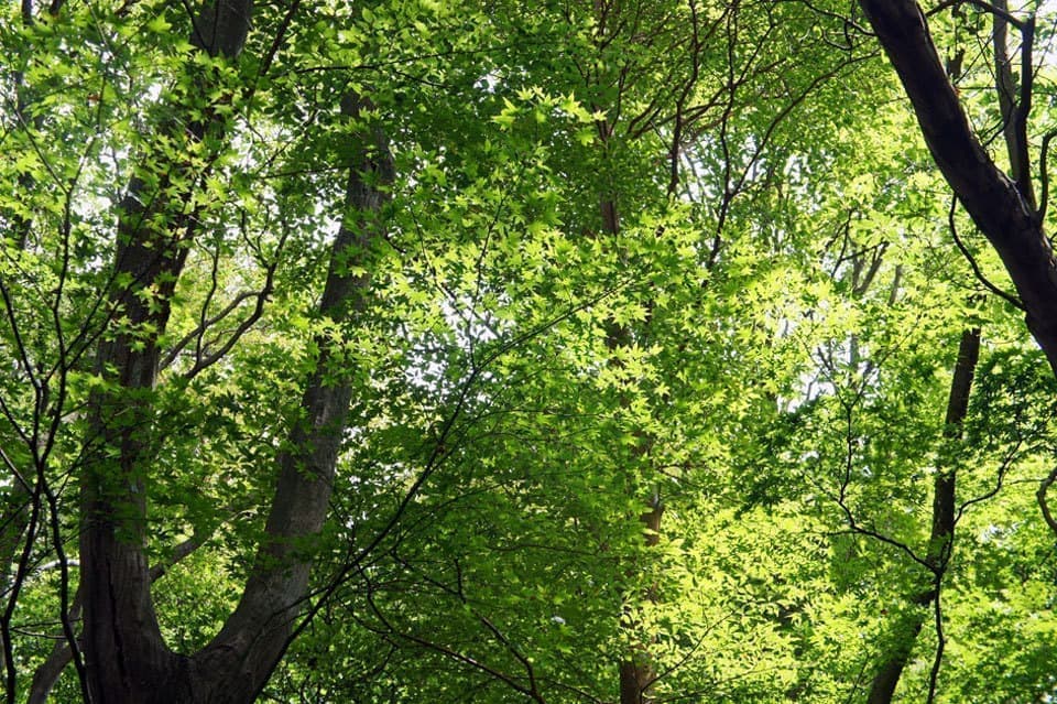 ニコライバーグマン箱根