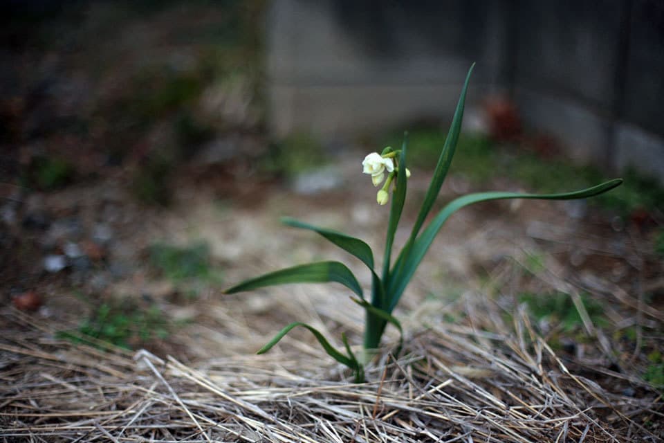 江戸川区の注文住宅