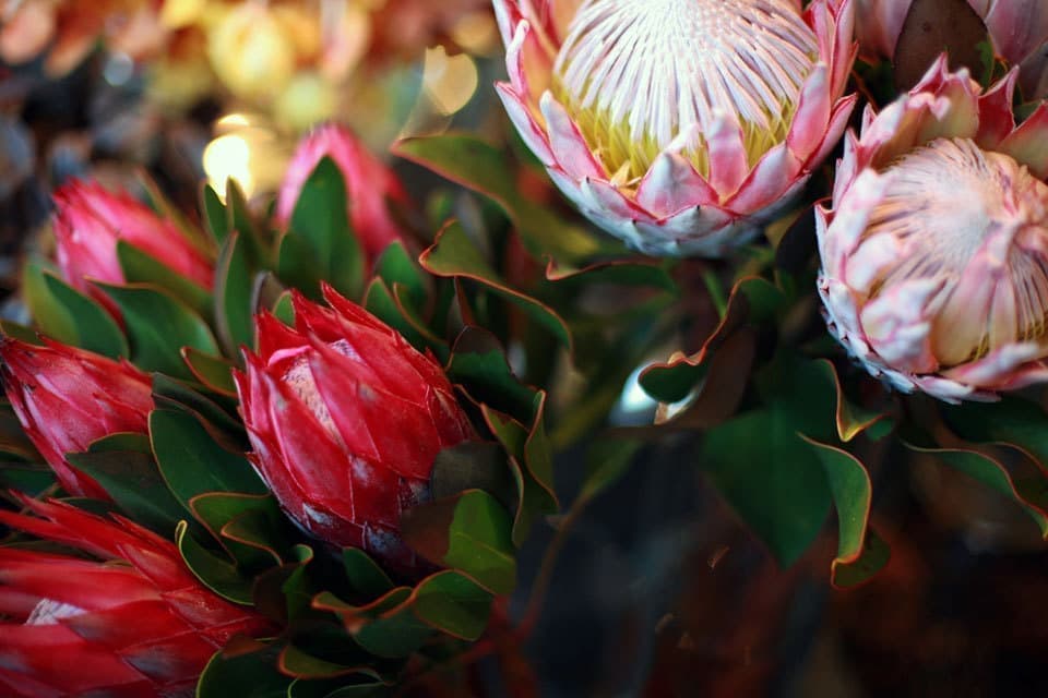 ニコライバーグマン箱根