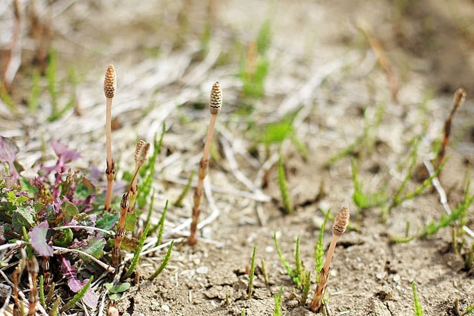 春の足音つくし