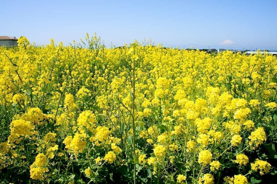 三浦半島菜の花