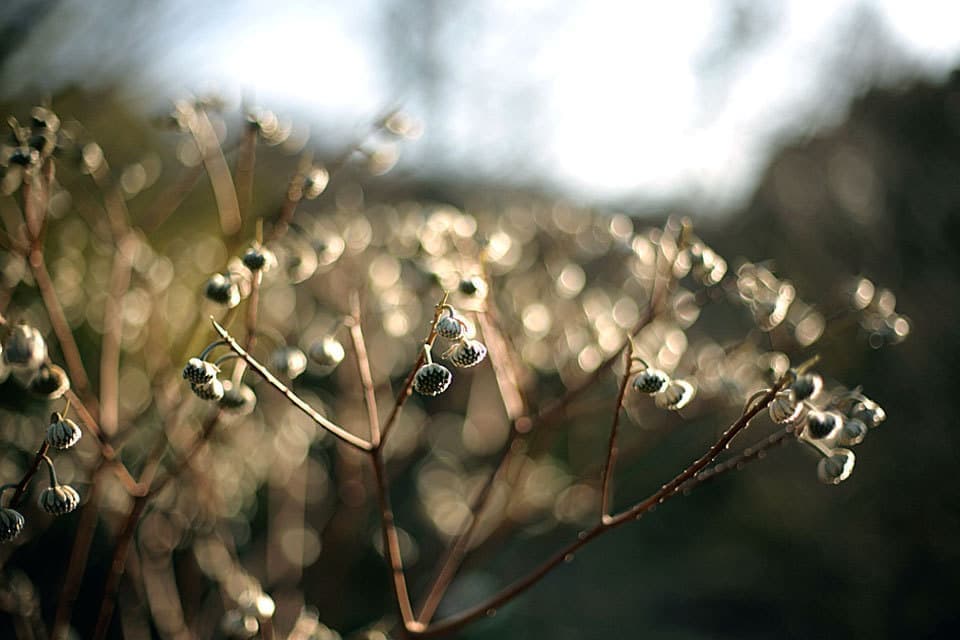 カンテサンス白金