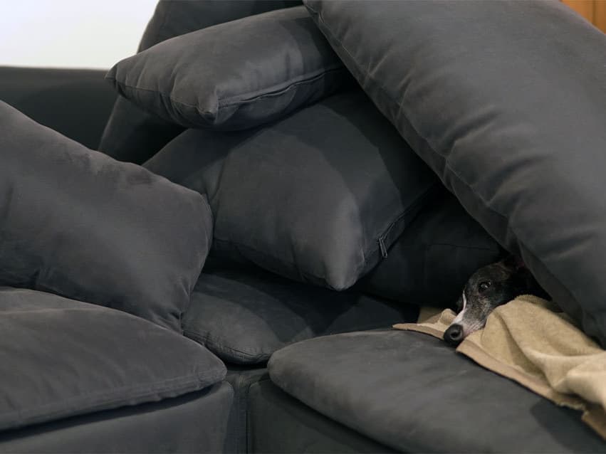 ウィペットwhippetハナ