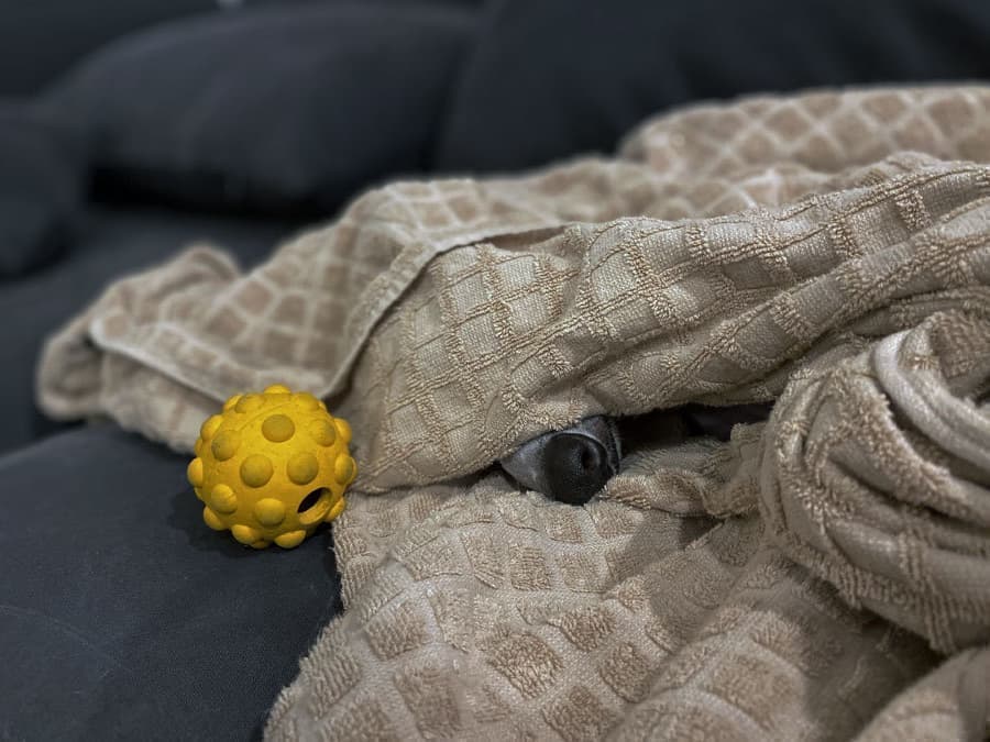 ウィペットwhippetハナ