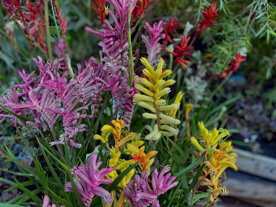 オージープランツのカンガルーポー