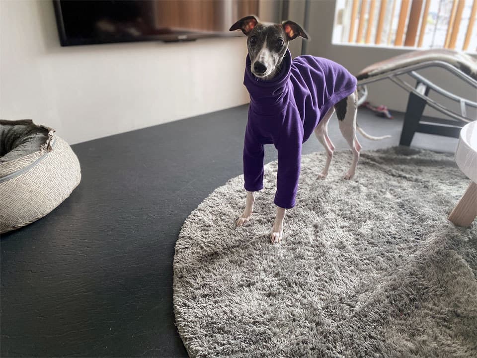 ウィペットwhippetハナ