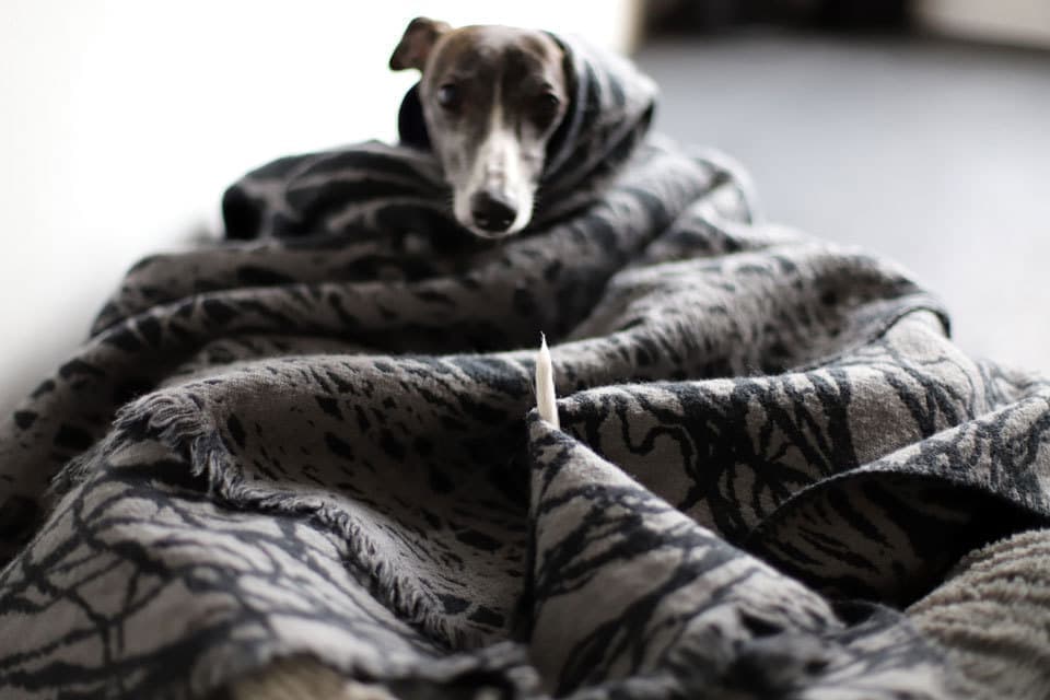 ウィペットwhippetハナ