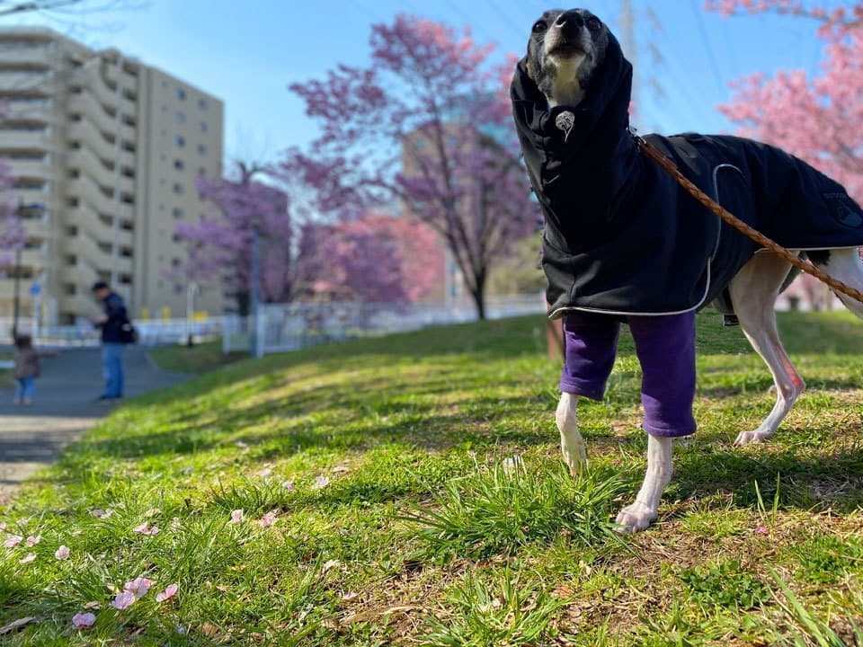 ウィペット桜お花見