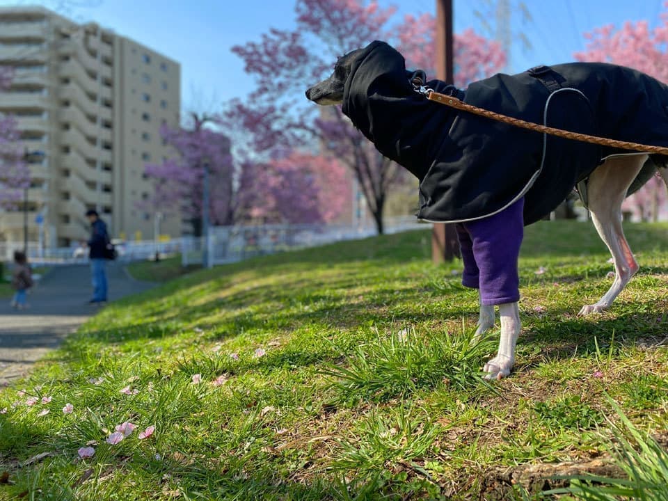 ウィペット桜お花見