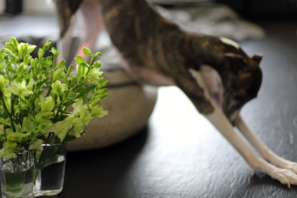 ウィペットwhippetハナ