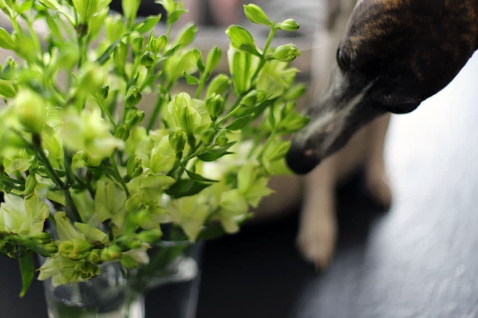 ウィペットwhippetハナ