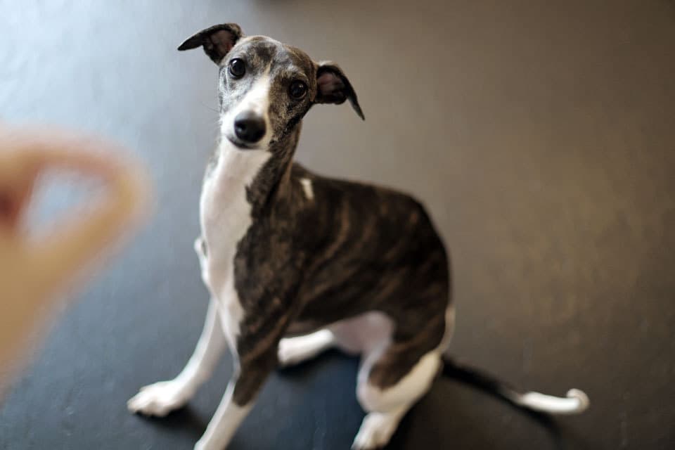 ウィペットwhippetハナ