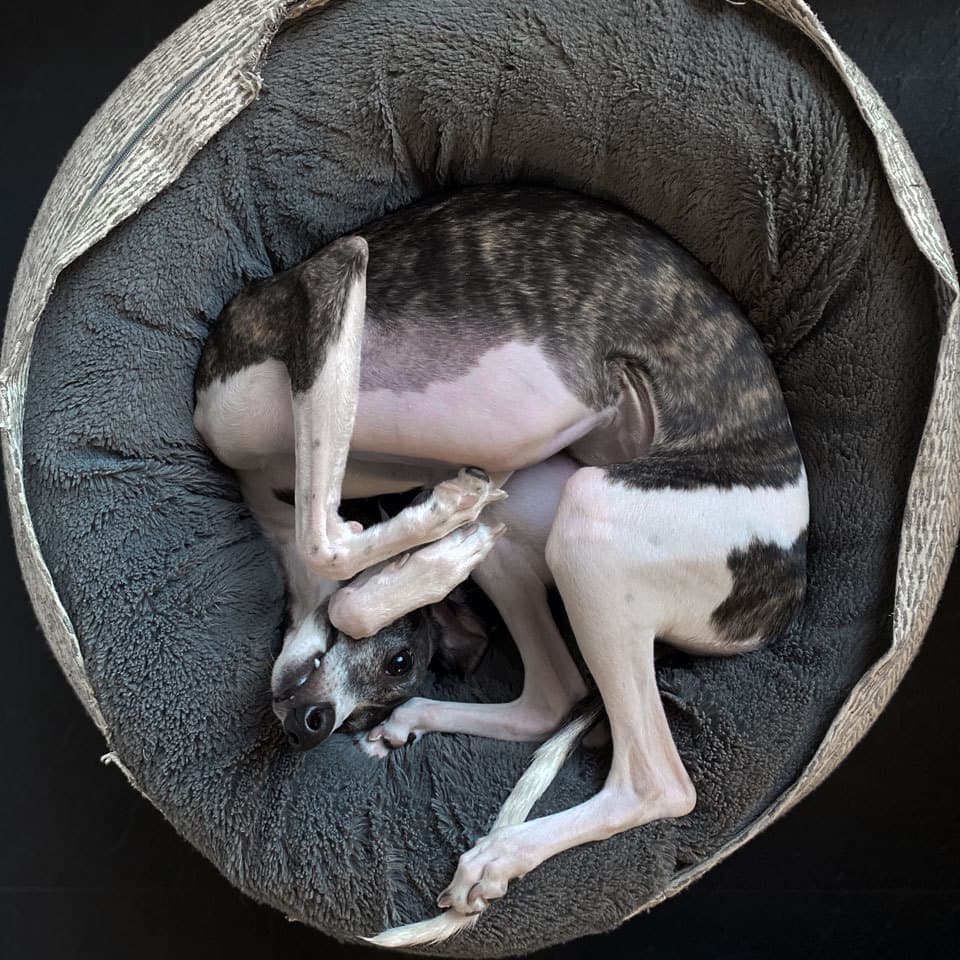 ウィペットwhippetハナ