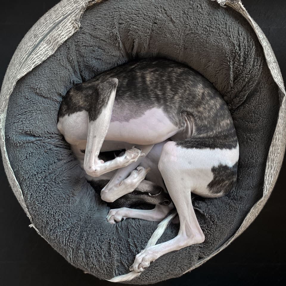 ウィペットwhippetハナ