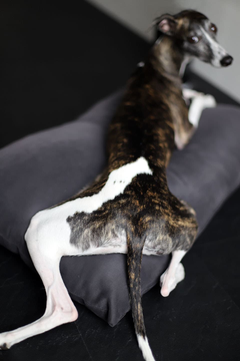 ウィペットwhippetハナ