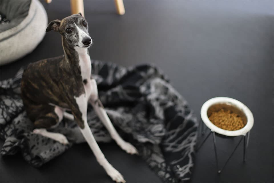 ウィペットwhippetハナ