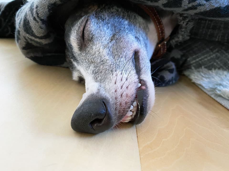 ウィペットwhippetハナ