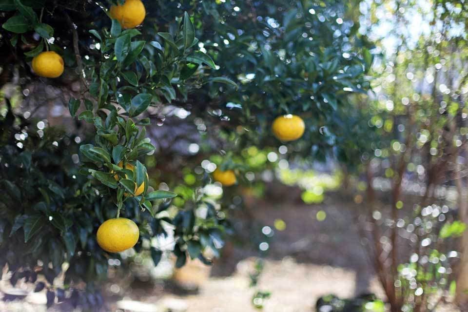 湯河原のみかんの木