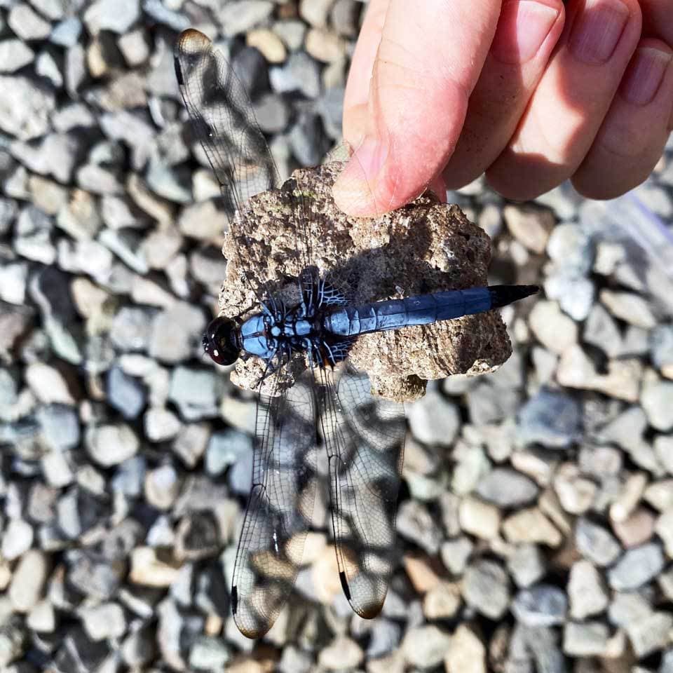 オオシロカラトンボ