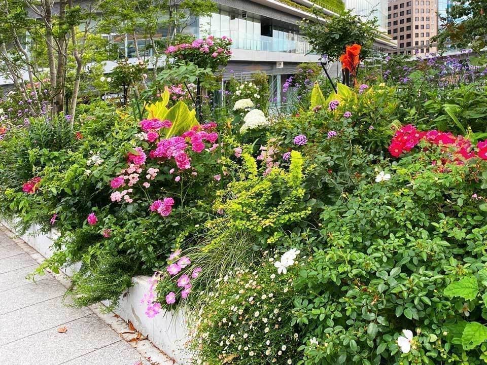みなとみらいの花