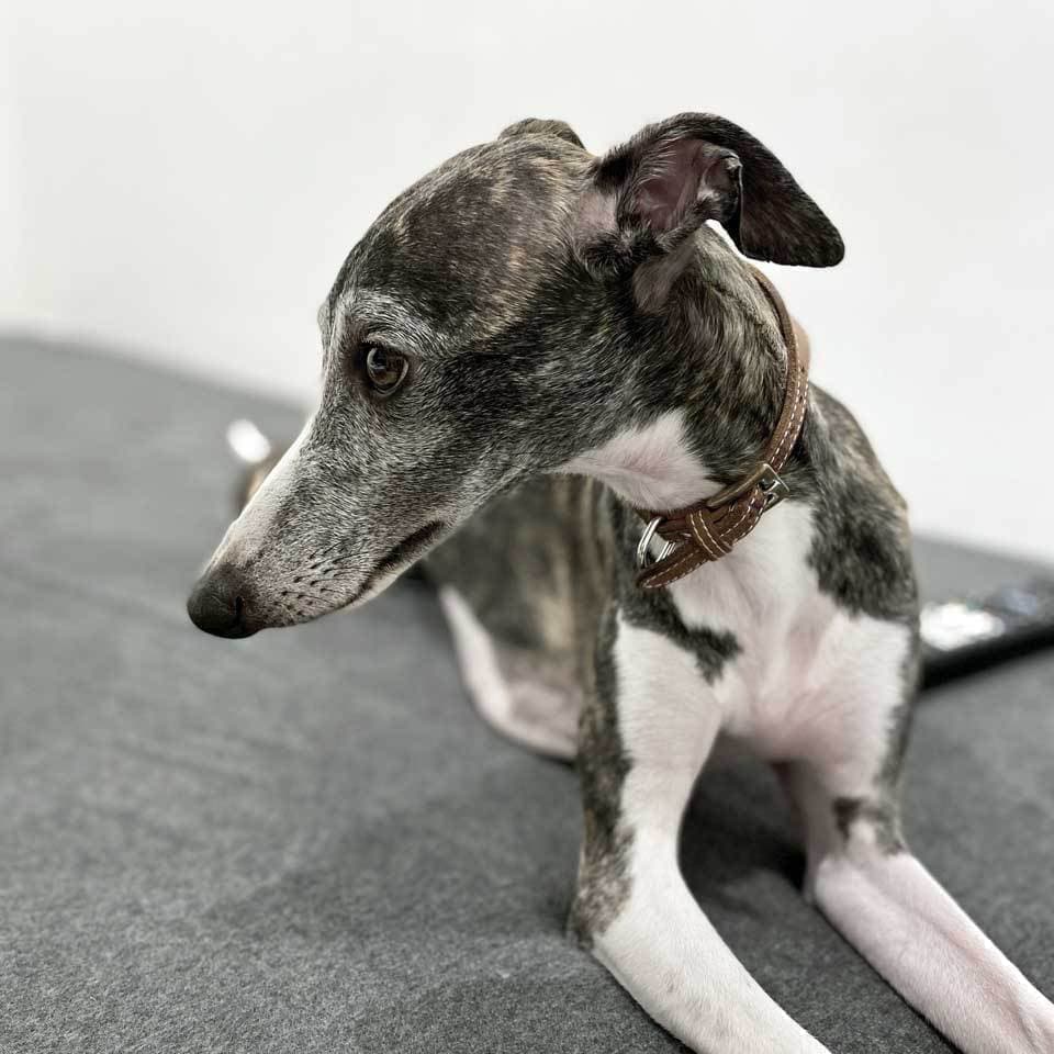 ウィペットwhippetハナ