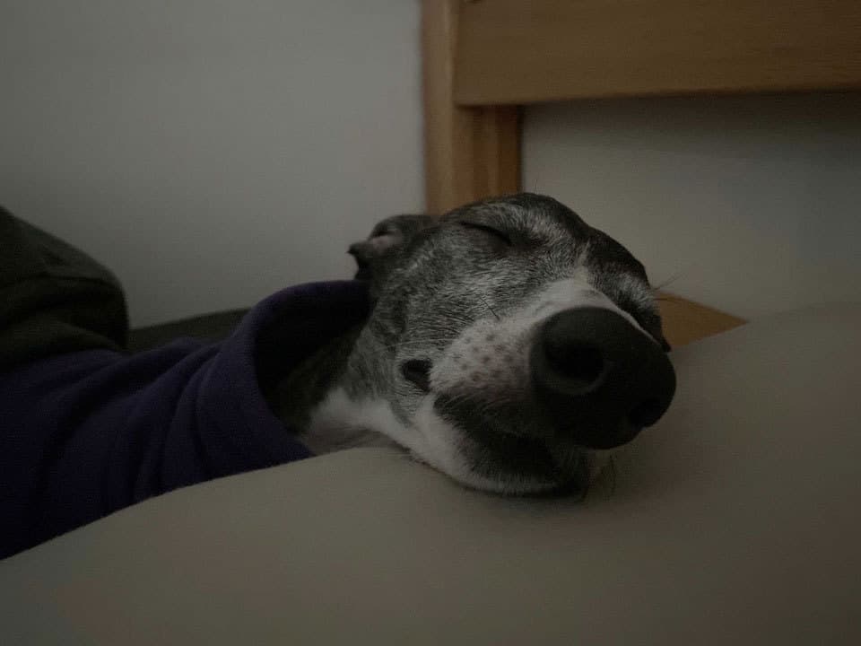 ウィペットwhippetハナ