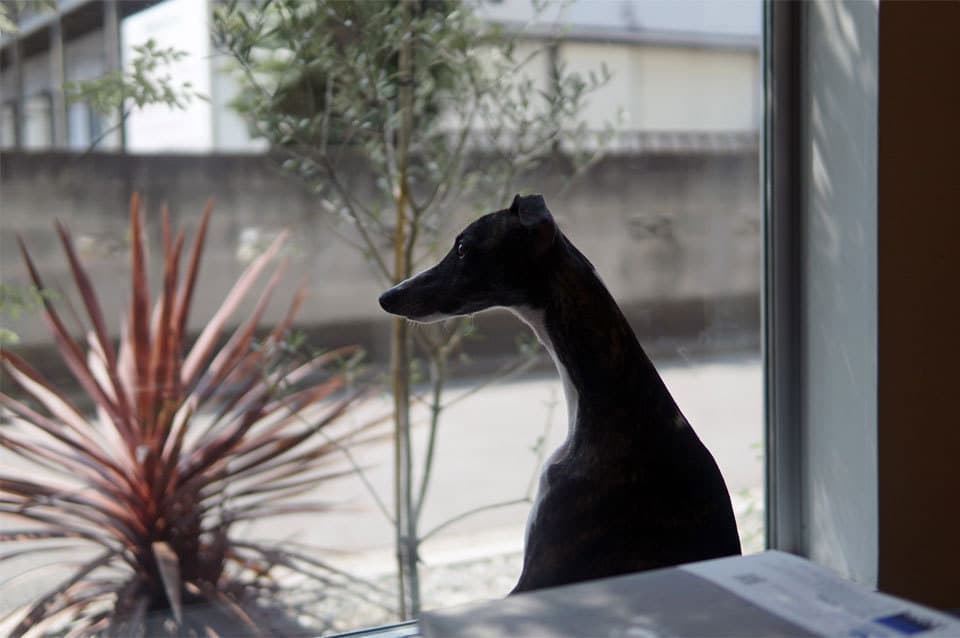 ウィペットwhippetハナ