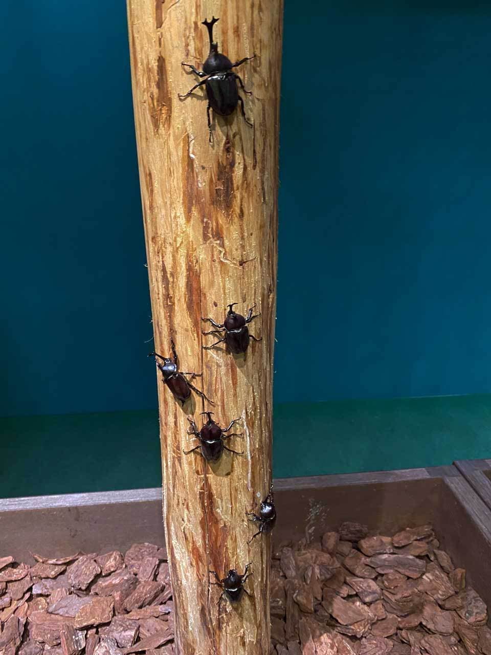 かぶと虫夏休み