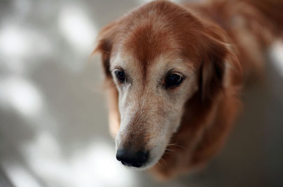 ゴールデンレトリバー