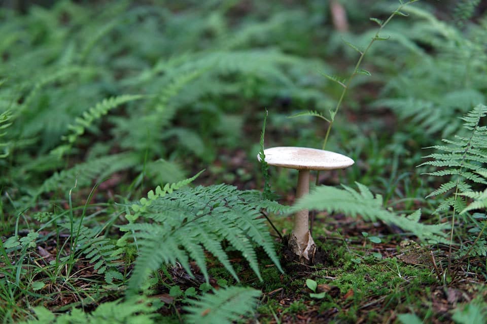 軽井沢の夏きのこ