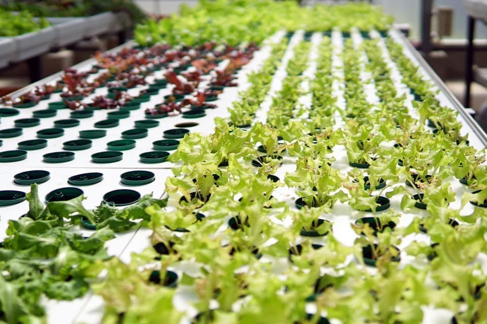 名護あぐりパーク