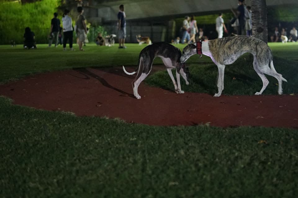 ウィペットwhippetハナ