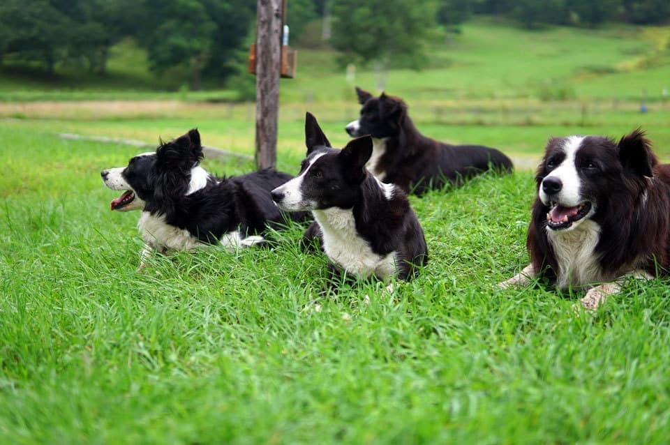シープドッグショー