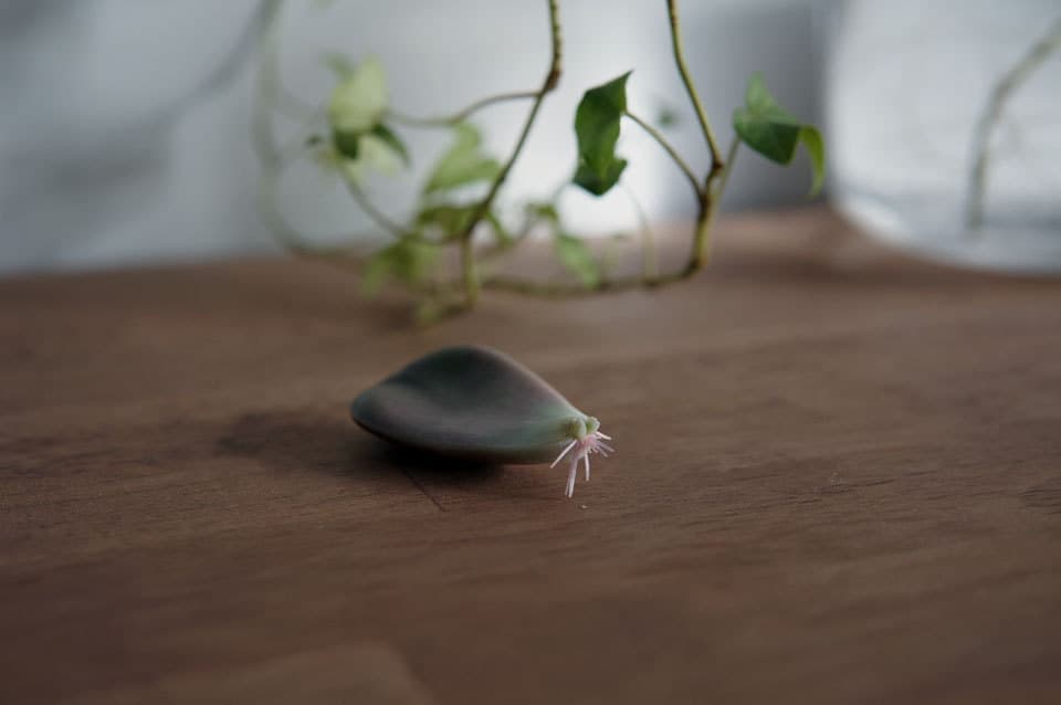 多肉植物の葉挿し